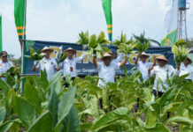 Field Day Tembakau Grompol di Bulak Jolosutro ( Foto : Pemkab Bantul )