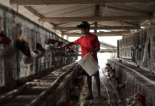 Peternak Ayam Jawa Persilangan di Pajangan Bantul ( Foto : Pemkab Bantul )