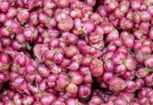 Ilustrasi bawang merah (Foto: Google)
