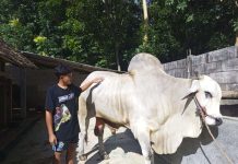 Kebahagiaan menyelimuti Bayu Setiawan, peternak asal Kalurahan Mangunan, Dlingo, Bantul, setelah salah satu sapinya terpilih sebagai hewan kurban Presiden Prabowo Subianto (Foto: RRI)