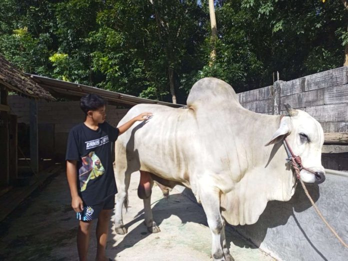 Kebahagiaan menyelimuti Bayu Setiawan, peternak asal Kalurahan Mangunan, Dlingo, Bantul, setelah salah satu sapinya terpilih sebagai hewan kurban Presiden Prabowo Subianto (Foto: RRI) Kebahagiaan menyelimuti Bayu Setiawan, peternak asal Kalurahan Mangunan, Dlingo, Bantul, setelah salah satu sapinya terpilih sebagai hewan kurban Presiden Prabowo Subianto (Foto: RRI)