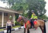 Pada Selasa (14/5/2025) siang, dua ekor kuda bernama G dan Sandokan yang ditunggangi personel Polsatwa menjadi pusat perhatian wisatawan.