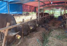 Penjualan Hewan Kurban di Bantul (Foto: RRI)