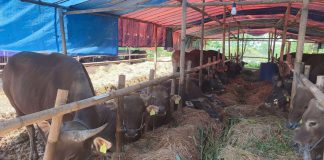 Penjualan Hewan Kurban di Bantul (Foto: RRI)
