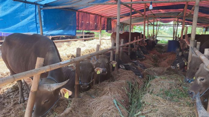 Penjualan Hewan Kurban di Bantul (Foto: RRI)