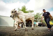 Si Bagong, sapi kurban bantuan Presiden RI diserahkan kepada takmir Masjid Taqwa, Wonokromo, Pleret, Bantul. (Foto: Pemda DIY)