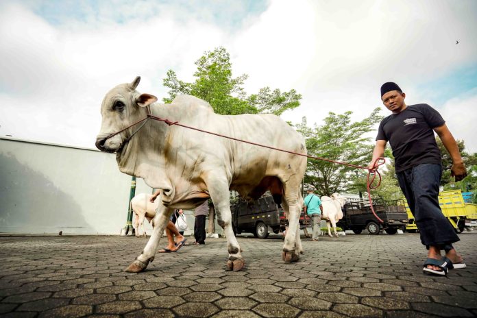 Si Bagong, sapi kurban bantuan Presiden RI diserahkan kepada takmir Masjid Taqwa, Wonokromo, Pleret, Bantul. (Foto: Pemda DIY) Si Bagong, sapi kurban bantuan Presiden RI diserahkan kepada takmir Masjid Taqwa, Wonokromo, Pleret, Bantul. (Foto: Pemda DIY)