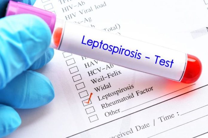 Ilustrasi Leptospirosis (Foto: Istimewa)