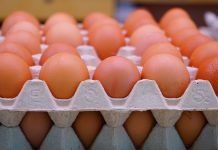 Ilustrasi telur ayam (Foto: Istimewa)