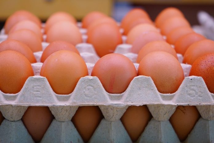 Ilustrasi telur ayam (Foto: Istimewa)